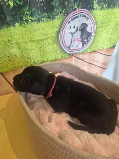 Cane Corso  Chiot N°10 Des Diamants Du Colisée Jcm photo 3