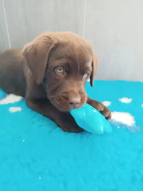 Labrador Retriever  Berlioz Des Gazons D'Ile De Franc 26b23