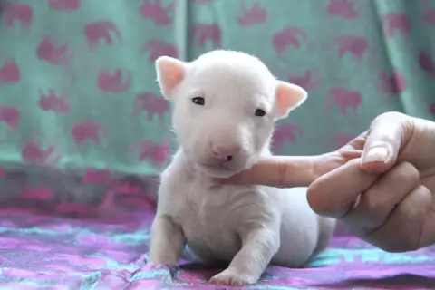 Bull Terrier Miniature  Baroni Des Jardins De Margaux e8f9c