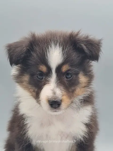 Shetland Sheepdog  Bélénis Du Mont De La Chenaie