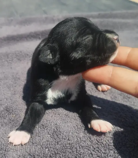Staffordshire Bull Terrier 
                        C 3a4ef