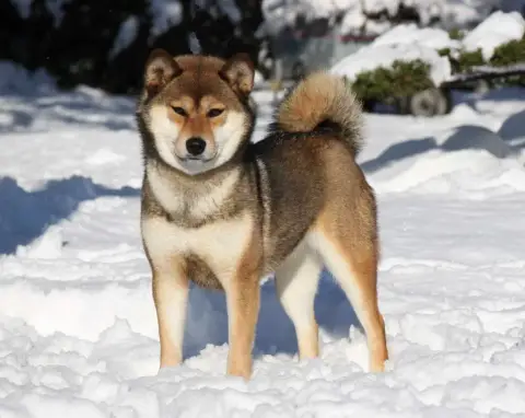 Shiba photo 3