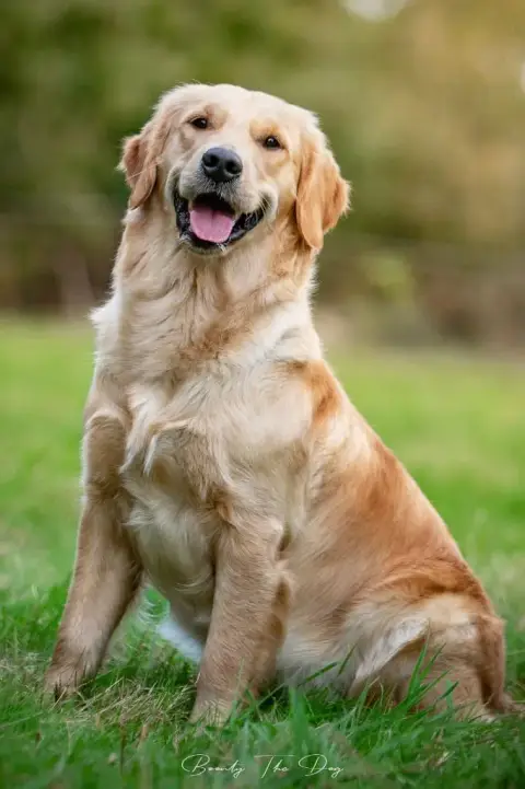 Golden Retriever photo 3