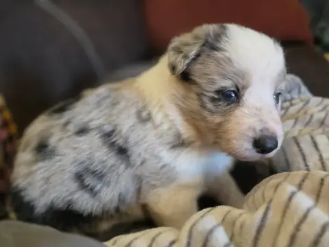 Border Collie  Femelle Bleue Merle Tricolore Des Lacs 0ad88