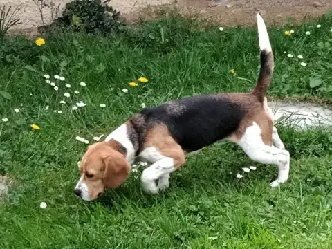 Beagle  Madame Rouge Moucheté Du Domaine De Phoebapoo 63eab photo 2