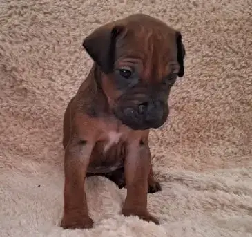 Adopter Rhodesian Ridgeback 
                        Bohème D b6184