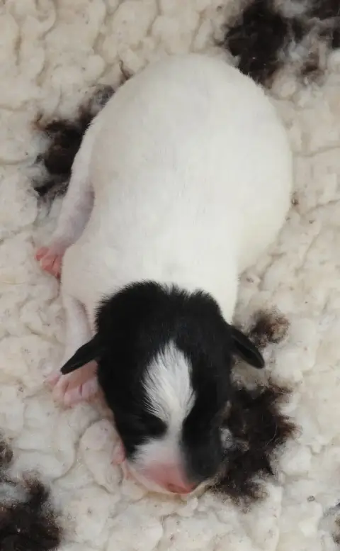Fox Terrier Poil Lisse  Chiot photo 2