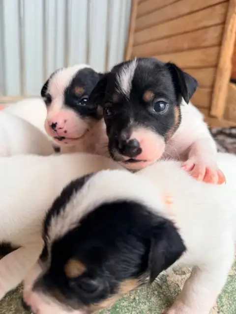Jack Russell Terrier  Babouille Des Niglots Du Gard c3fc9 photo 3