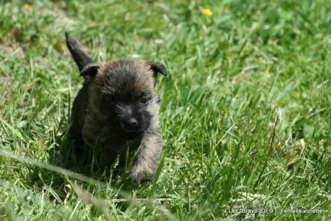 Cairn Terrier photo 3
