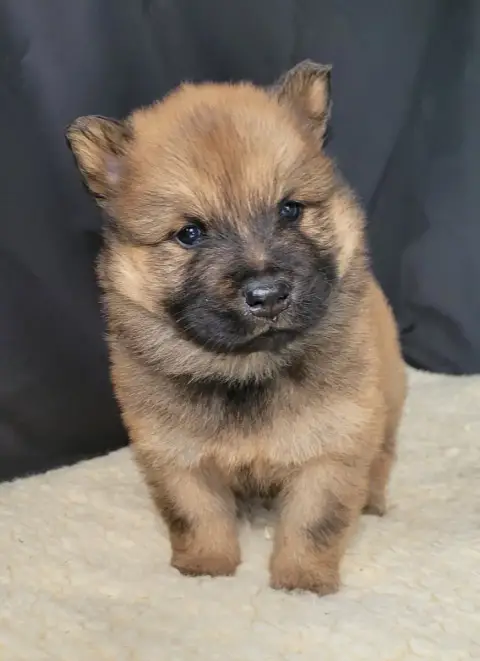 Eurasier  Bentley Des Marais De Courmont