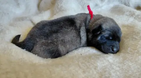 Eurasier  M Rouge Des Brumes D'Enez