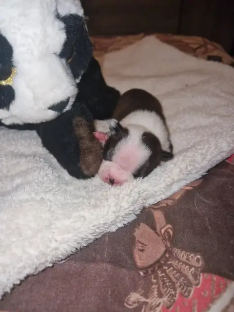 Boston Terrier  Bailey La Patouille Des Forges photo 2