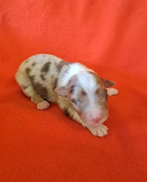 Berger Australien  Chiot 4 De La Pierre Du B'Ressieux 3505d photo 3