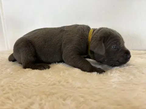 Cane Corso  Collier Jaune Arvernmolosse photo 2
