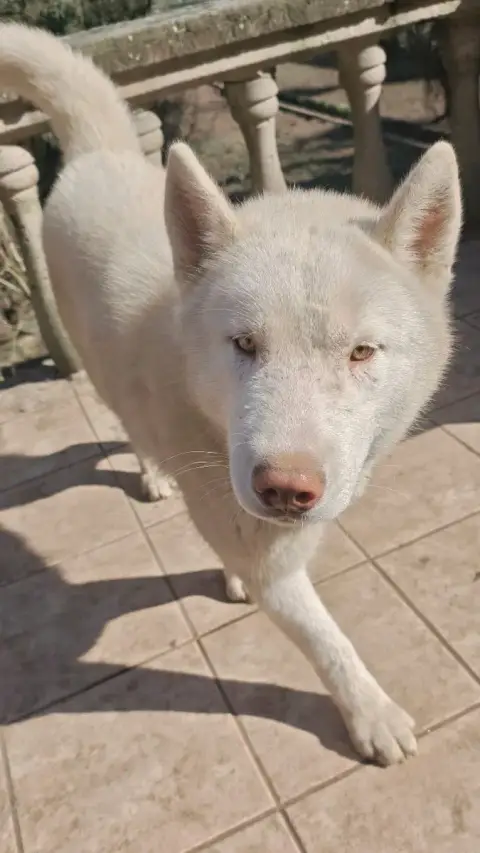 Siberian Husky  Astarion Of Bright Star Syrius