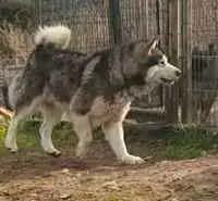 Alaskan Malamute  Buster Des Marais De Courmont photo 3