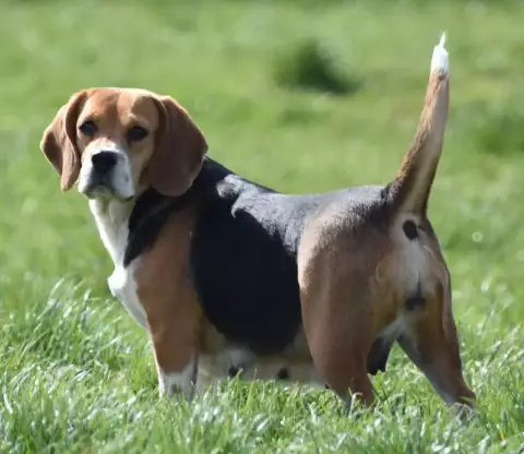 Beagle  Chiot N°2 Du Moulin De Madjurie photo 3