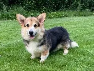 Welsh Corgi Pembroke  Chiot N°1 photo 2