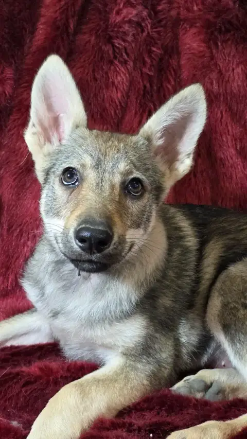 Chien-