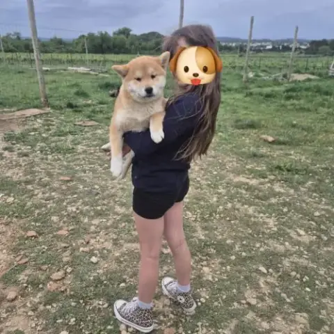 Chiot Shiba Inu