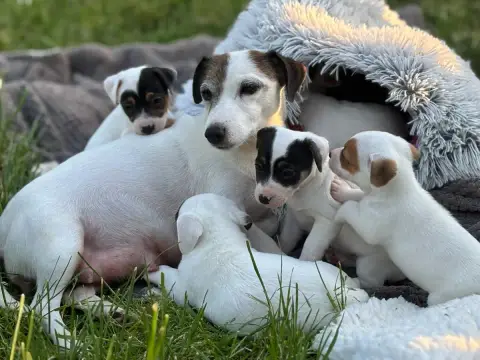 Jack Russell Terrier  Bidule Du Domaine Des Pattes Do 1aff1 photo 3
