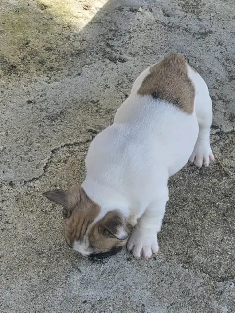 Bouledogue Français  Chiot N°3 Des Fauves De La Gueri 17834