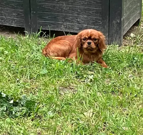 Cavalier King Charles Spaniel  Anselme Du Mont D'Amou 1c6ad photo 3