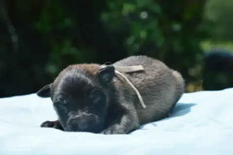 Berger Belge  Chiot 7 Mady'N Alphysia