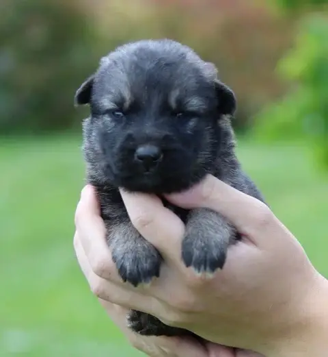 Berger Allemand  Chiot 2 Des Crocs De Heurtevent