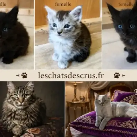 Tres Beaux Maine Coon A Adopter