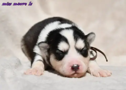 Laika De Iakoutie  Chiot 2 Des Legendes De Retz photo 3