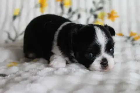 Chihuahua  Chiot N°2 Des Joyaux De La Sambre photo 3