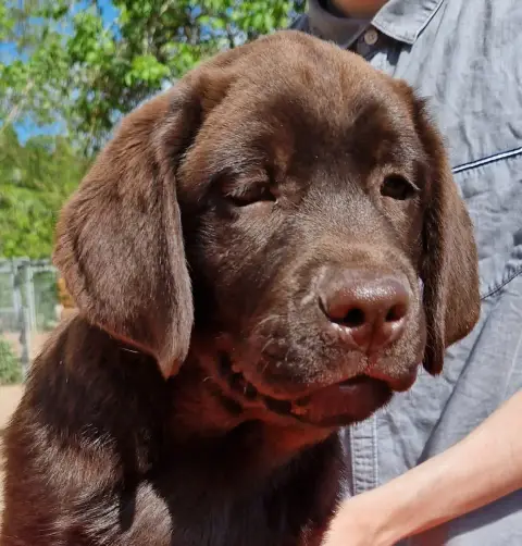 Labrador Retriever  Marron 3 Des Terres Sacrees photo 3