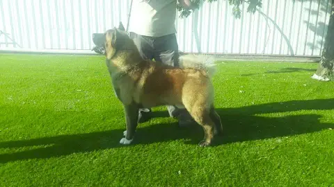 Akita Americain  Chiot N°1 Du Grand Cèdre Bleu photo 2
