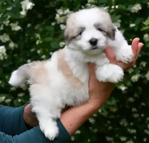 Coton De Tulear  Chiot N°2 De Dame Nature photo 2