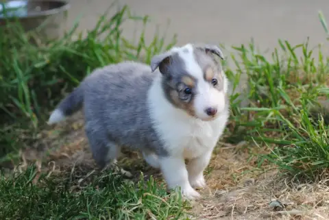 Shetland Sheepdog  Brume -