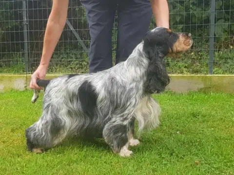 Cocker Spaniel Anglais  Chiot 2 Du Royaume De Lecki 43535
