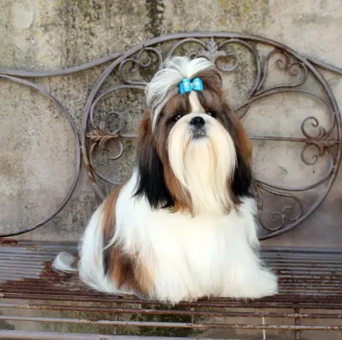 Shih Tzu  Chiot 2 Des Trésors De Kailash photo 2