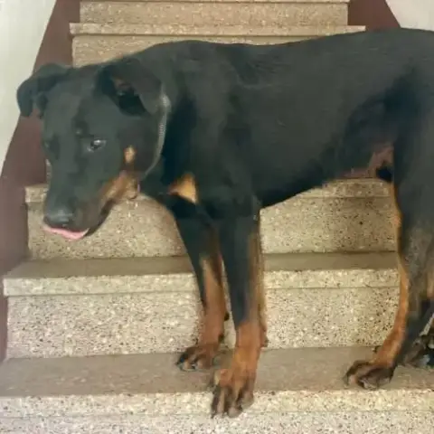 Chien Filou