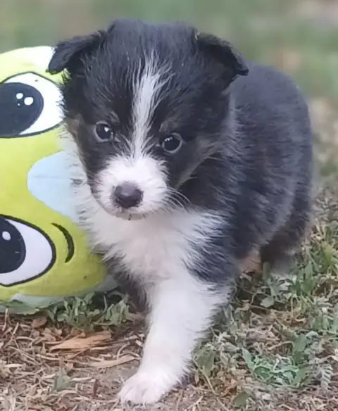 Shetland Sheepdog  Chiot N°5 Des Touches Noires