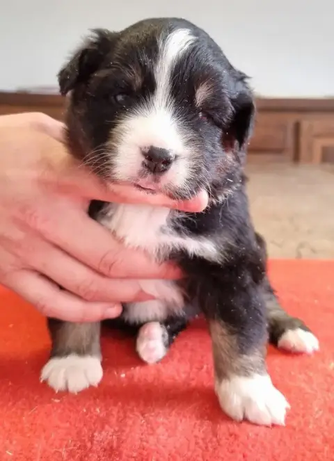Berger Américain Miniature  Chiot N°2 Des Hirondelles 852cd photo 3