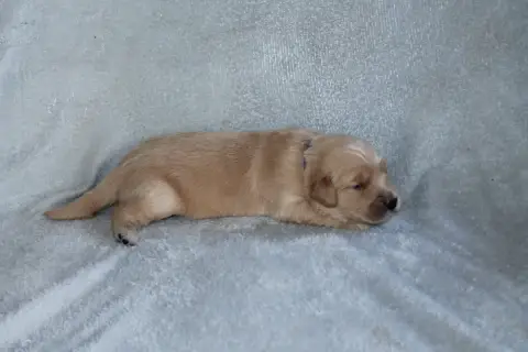 Golden Retriever photo 3