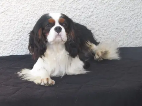 Cavalier King Charles Spaniel  Benco De La Plaine Du  53f0b photo 3