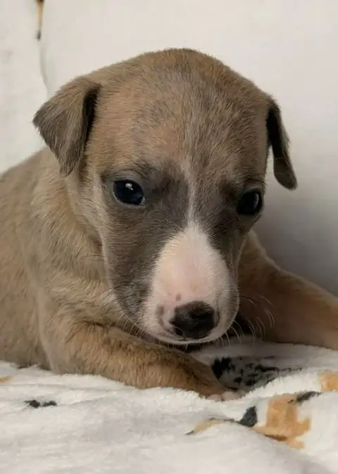 Whippet  Birkin De La Bastie D'Hucaroc photo 2