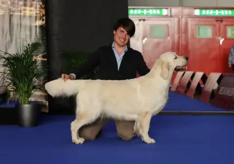 Golden Retriever  Mr Noir Hearunes photo 3