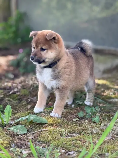 Shiba  Bleuette -