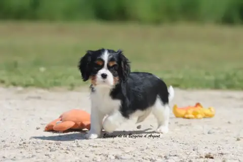 Cavalier King Charles Spaniel  Baya De La Bergerie D' 88034