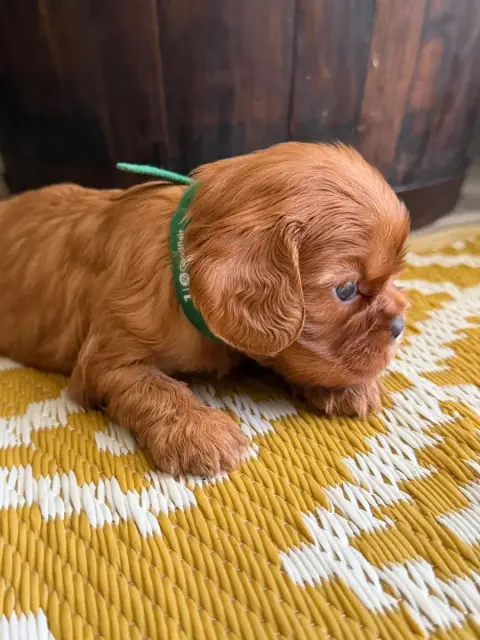 Cavalier King Charles Spaniel  Boris De La Cour De Mi b74e9 photo 2