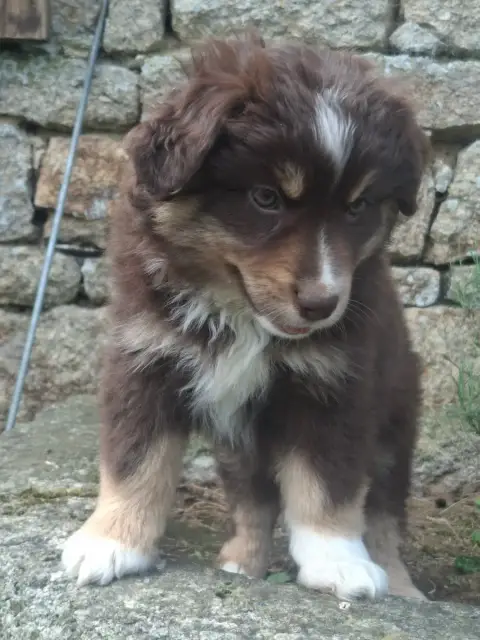 Berger Américain Miniature  Chiot Bam photo 3