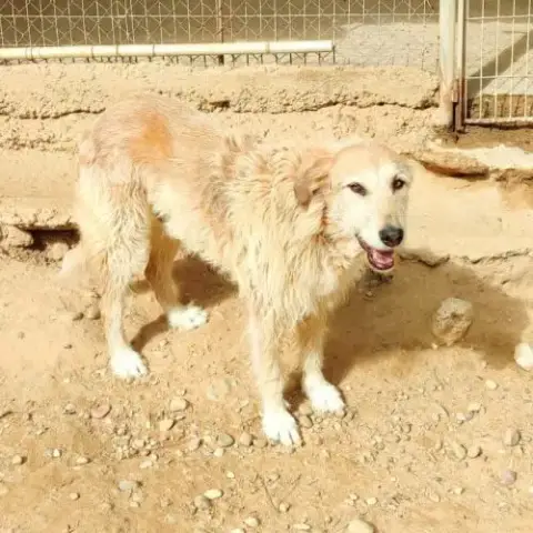 Gomez 10 Ans, Un Chien Unique